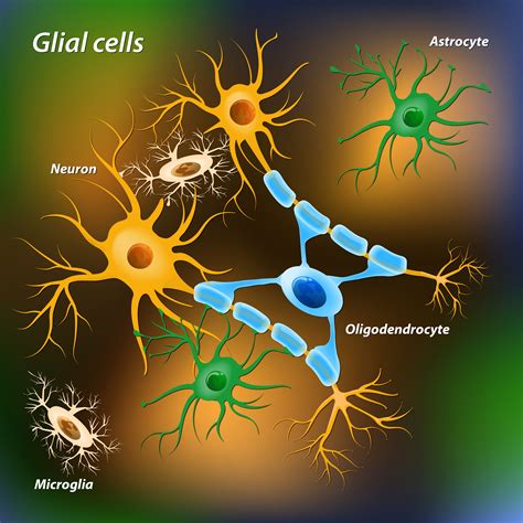 Neuron ‘glue’ turns out to be crucial to man’s internal timers | The ...