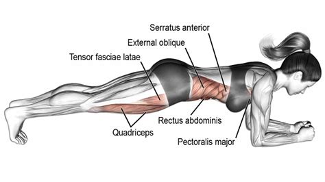 Plank Exercise: Benefits, Variations, Muscles worked, Tips