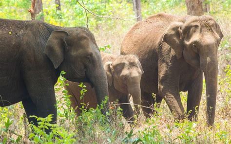 Kerala mulls African model for birth control of wild animals, African ...