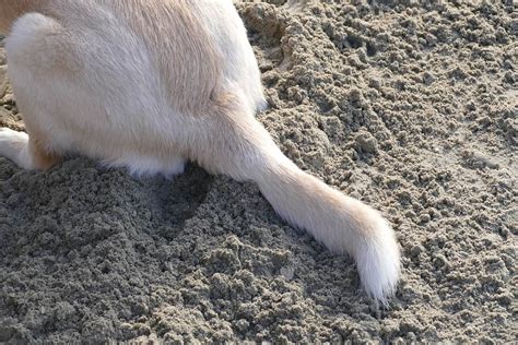 Injured & Broken Dog Tail: Common Symptoms, Causes, & Treatments