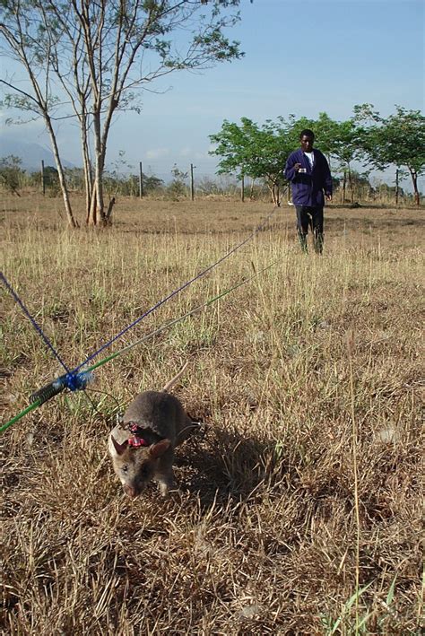 Gambian Pouched Rats - Exotic Pets and An Invasive Species | PetHelpful