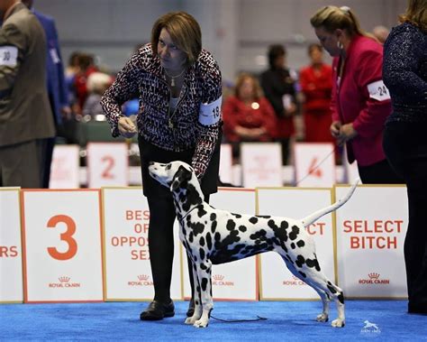 Dalmatian Puppies For Sale