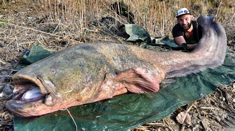 Catfishing: Monster Giant Catfish 260 Pound in Spinning - HD by Yuri Grisendi - YouTube