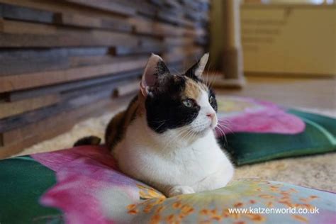 Cat Travel: Neko no Jikan Amemura - Osaka Cat Cafe Part 8 - Katzenworld