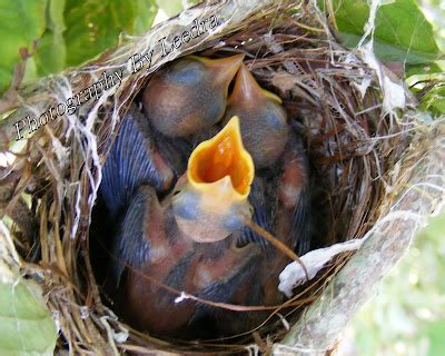 Leedra's Photos For Fun: Red Eyed Vireo nest through the last day in nest