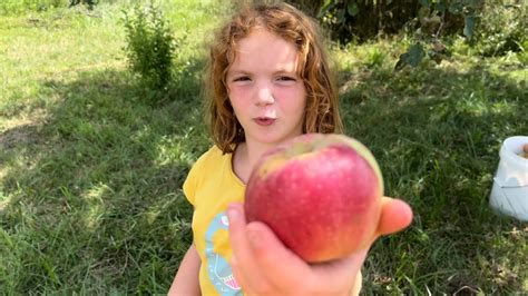 Harvesting Apples from our Apple Tree - YouTube