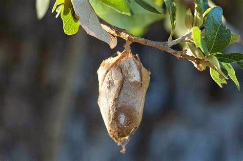 Window on a Texas Wildscape: Mystery cocoon