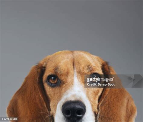 Dog Half Face Photos and Premium High Res Pictures - Getty Images