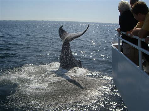 Whale watching ~ Provincetown | Whale watching, Places to go, Provincetown