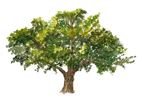 Watercolor Oak Tree at PaintingValley.com | Explore collection of ...