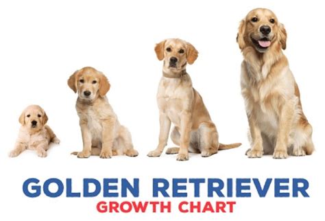 Raising Your Golden Retriever Puppy to Adulthood: Weight Growth Chart