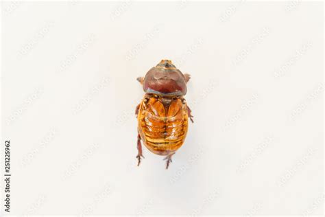 Anatomy of an insect. Elytra and beetle legs. Female Rhino beetle. Beetle on white background ...