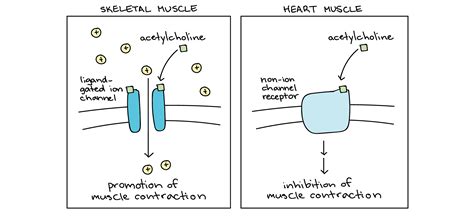 Neurotransmitters and receptors