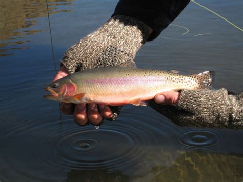 My Trout Fly: The California Golden Trout