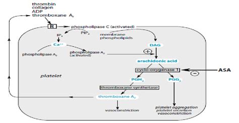 Mechanism of Positive feedback of platelet aggregation. (IP3) is... | Download Scientific Diagram