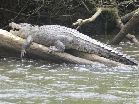 Australia 2017: Crocodile Dundee....