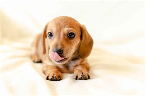 Dachshund Puppies | Dachshund Puppy Facts and How to Get a Puppy