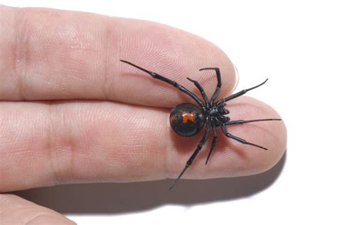 Black widow spider bite: Causes, appearance, symptoms, and treatment