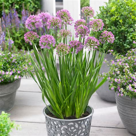 Shop Allium 'Millennium' Potted | J. Parker's