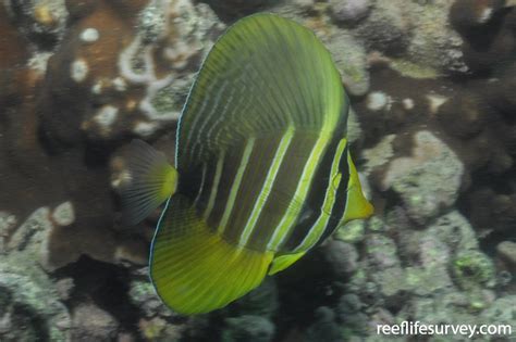 Zebrasoma veliferum - Sailfin Surgeon | ReefLifeSurvey.com