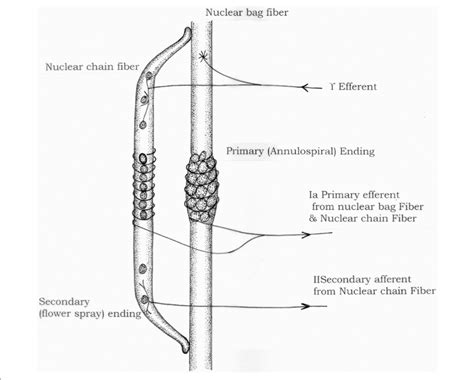 | Diagrammatic representation of muscle spindle. | Download Scientific Diagram