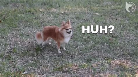 Chihuahua Dog Huh GIF by WoofWaggers - Find & Share on GIPHY