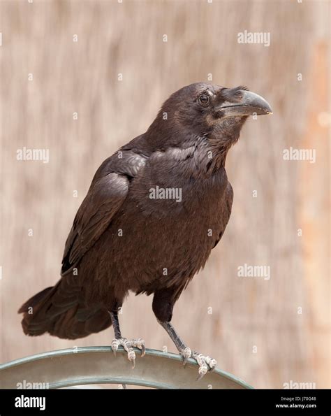 belief bird birds crow fierce raven mythology belief death holiday vacation Stock Photo - Alamy