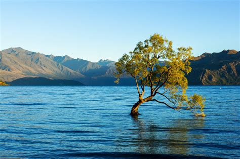 Wanaka Tree - the most famous tree in New Zealand - QEEQ Blog