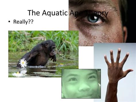 PPT - The Aquatic Ape Theory PowerPoint Presentation, free download - ID:3090574