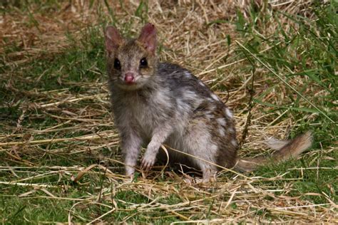 Quoll | The Life of Animals