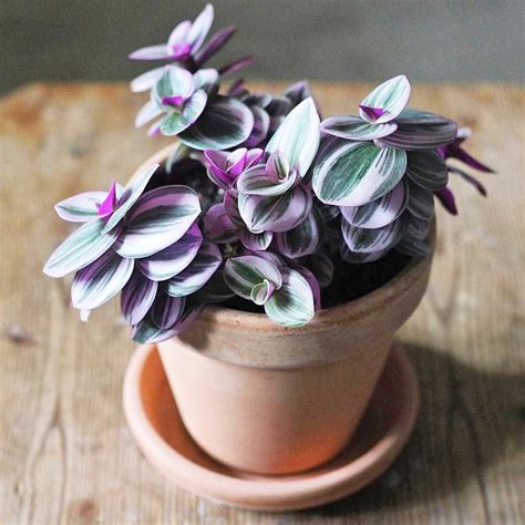 Tradescantia albiflora 'Nanouk' - thicker stems/leaves than ...