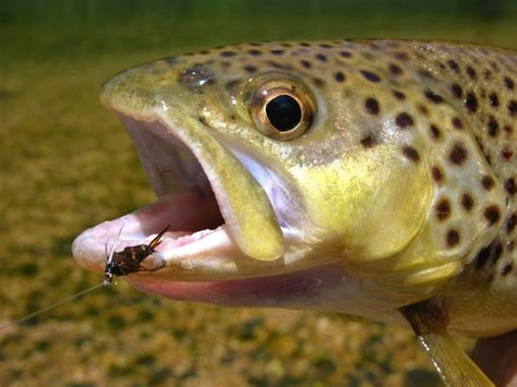 Best Brown Trout Flies: A Guide To Productive Brown Trout Patterns - Into Fly Fishing