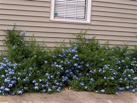 Plumbago - 2-5' tall, 3-5' wide, blooms from spring through fall | Plants, Landscaping plants ...