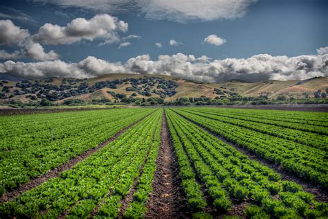 Row Crops in Spreckels | Marty Cohen Photography