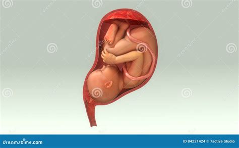 Baby in Womb stock illustration. Illustration of labor - 84221424