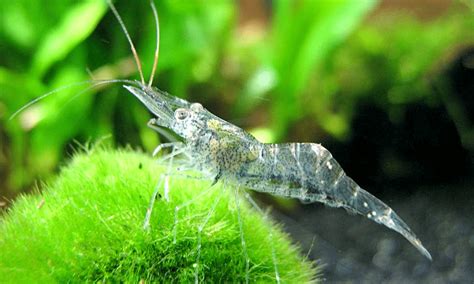 What Are Ghost Shrimp? | Ghost Shrimp Ultimate Care Guide | Fishio.net