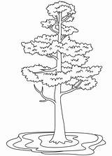 Free Pine Tree Coloring Pages sketch template