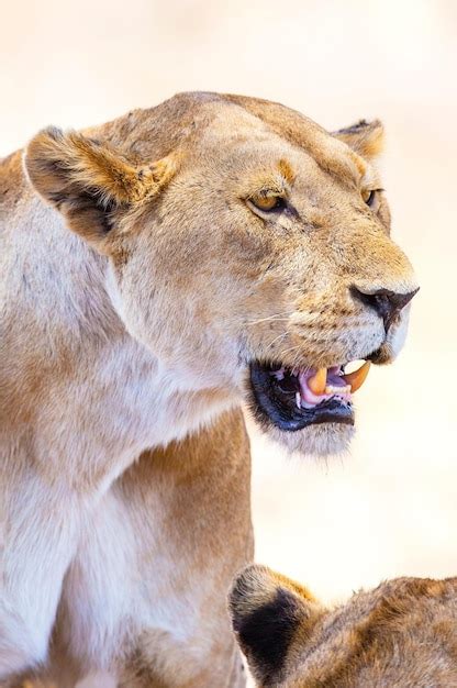 Premium Photo | Majestic 4k image of a wild lion in its natural forest ...