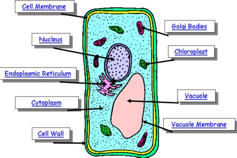 Plant Cell |Structure & Function of Plant Cell |Plant Cell Types