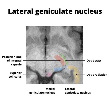 Geniculate Body