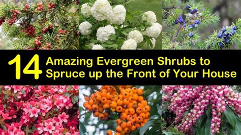 14 Amazing Evergreen Shrubs to Spruce up the Front of Your House