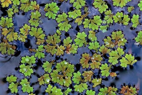 Azolla caroliniana (Carolina Mosquito Fern)