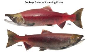 Sockeye Salmon Bilolgy and Lifecycle - Salmon Fishing Now