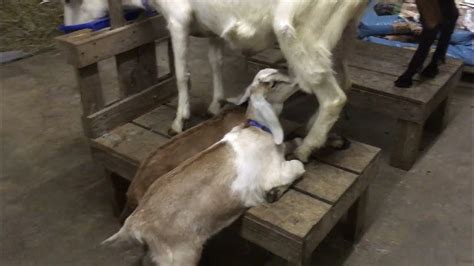 Baby Goats Nursing! - YouTube