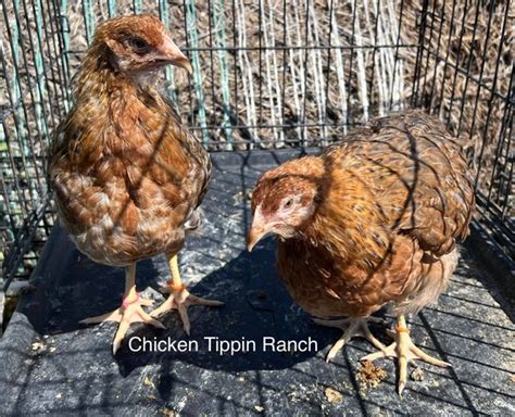 Bielefelder Chickens - Nex-Tech Classifieds