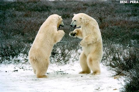 Tundra | Most endangered animals, Endangered animals, Animals of the world