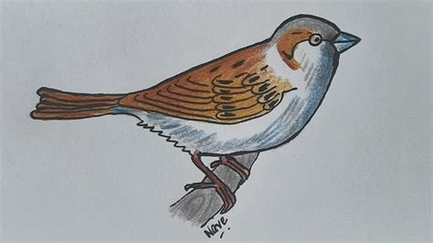 How to draw a Sparrow sitting on a branch using colour pencils | Bird Drawing | @AveArtz - YouTube