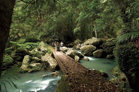 Kondalilla Falls Circuit Walk (4.7km) - Kondalilla National Park, QLD