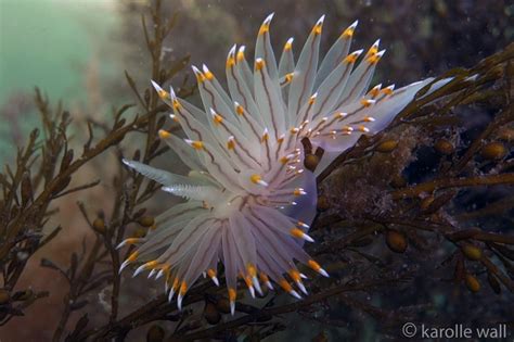 Salish Sea Marine Life