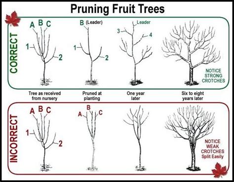 Best Time To Prune Fruit Trees | The Garden